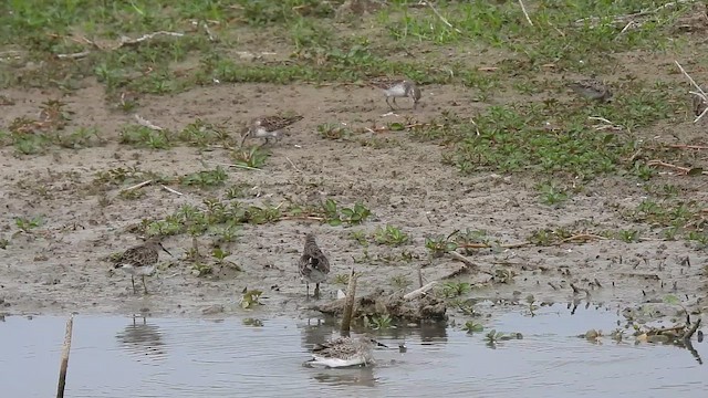 アメリカヒバリシギ - ML644056821