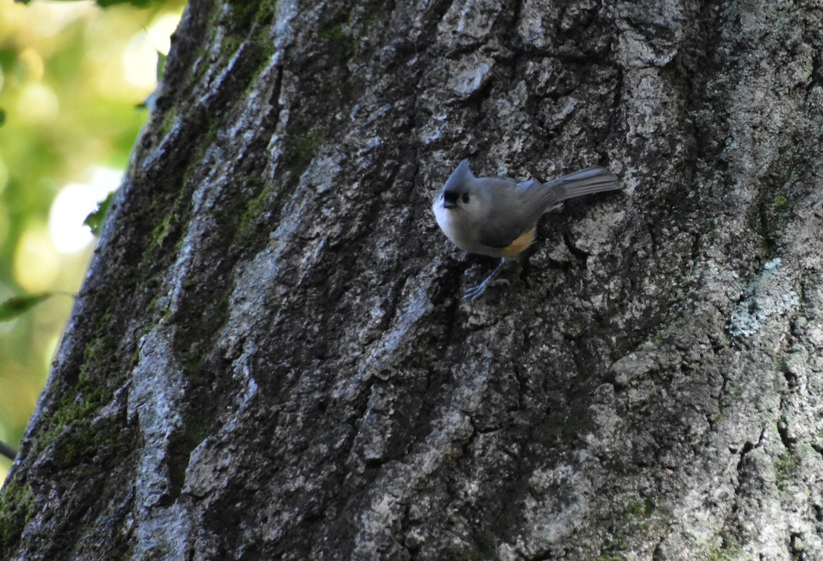 Tufted Titmouse - ML644056825