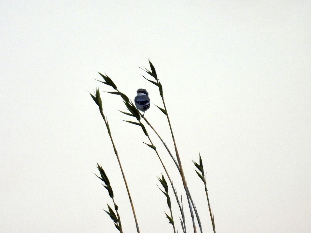 Loggerhead Shrike - ML644056830