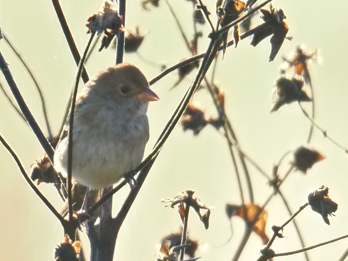 Indigo Bunting - ML644056837