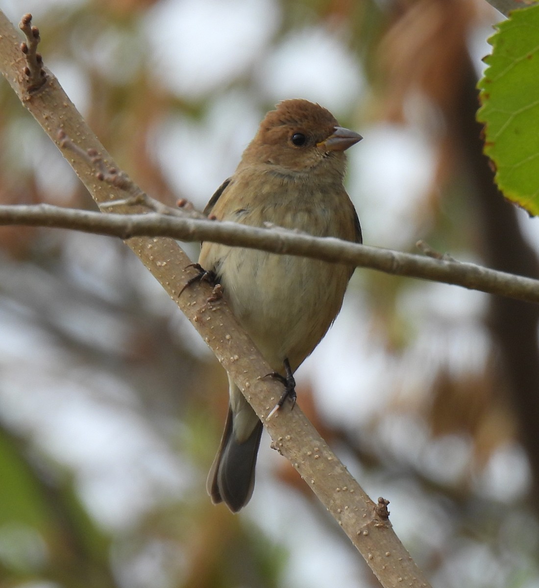 Indigo Bunting - ML644056838