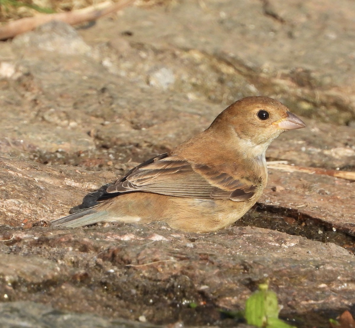 Cinnamon-rumped Seedeater - ML644056844
