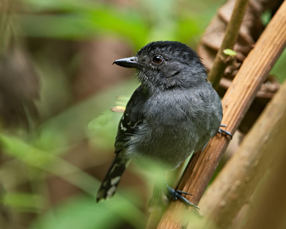 Variable Antshrike - ML644056846