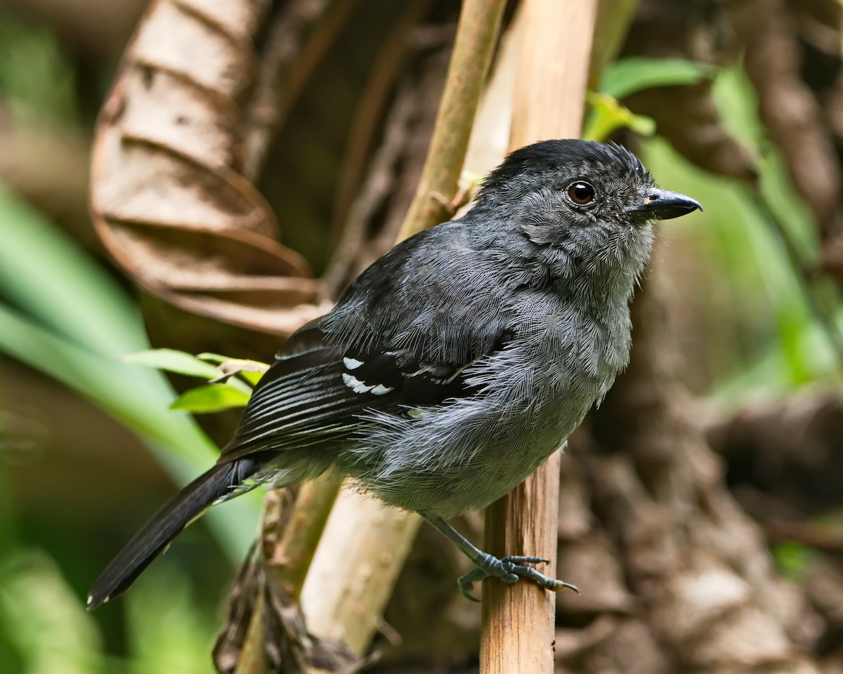 Variable Antshrike - ML644056847