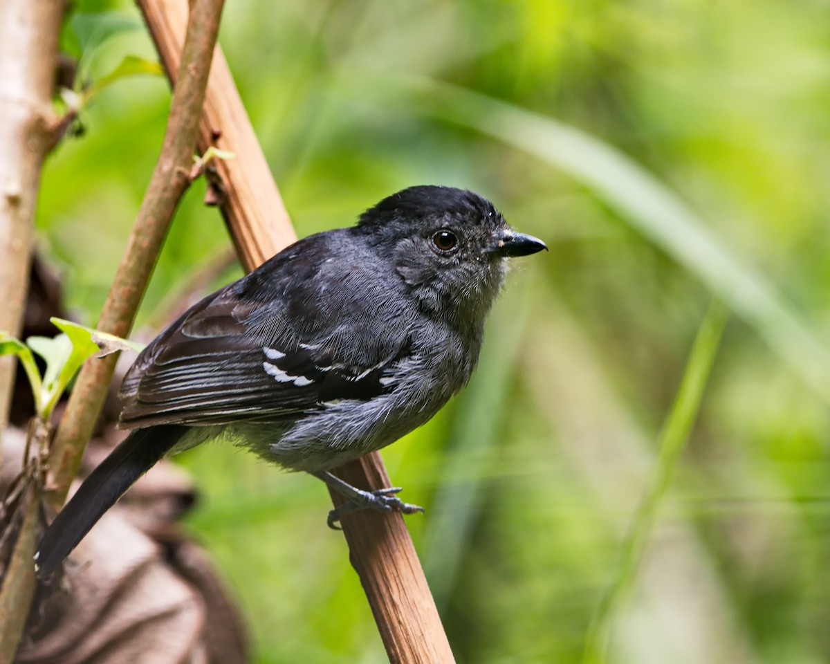 Variable Antshrike - ML644056848