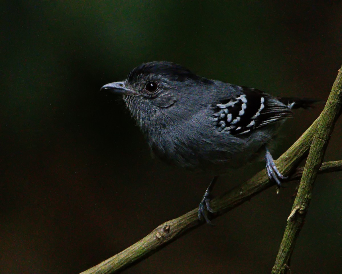 Variable Antshrike - ML644056849