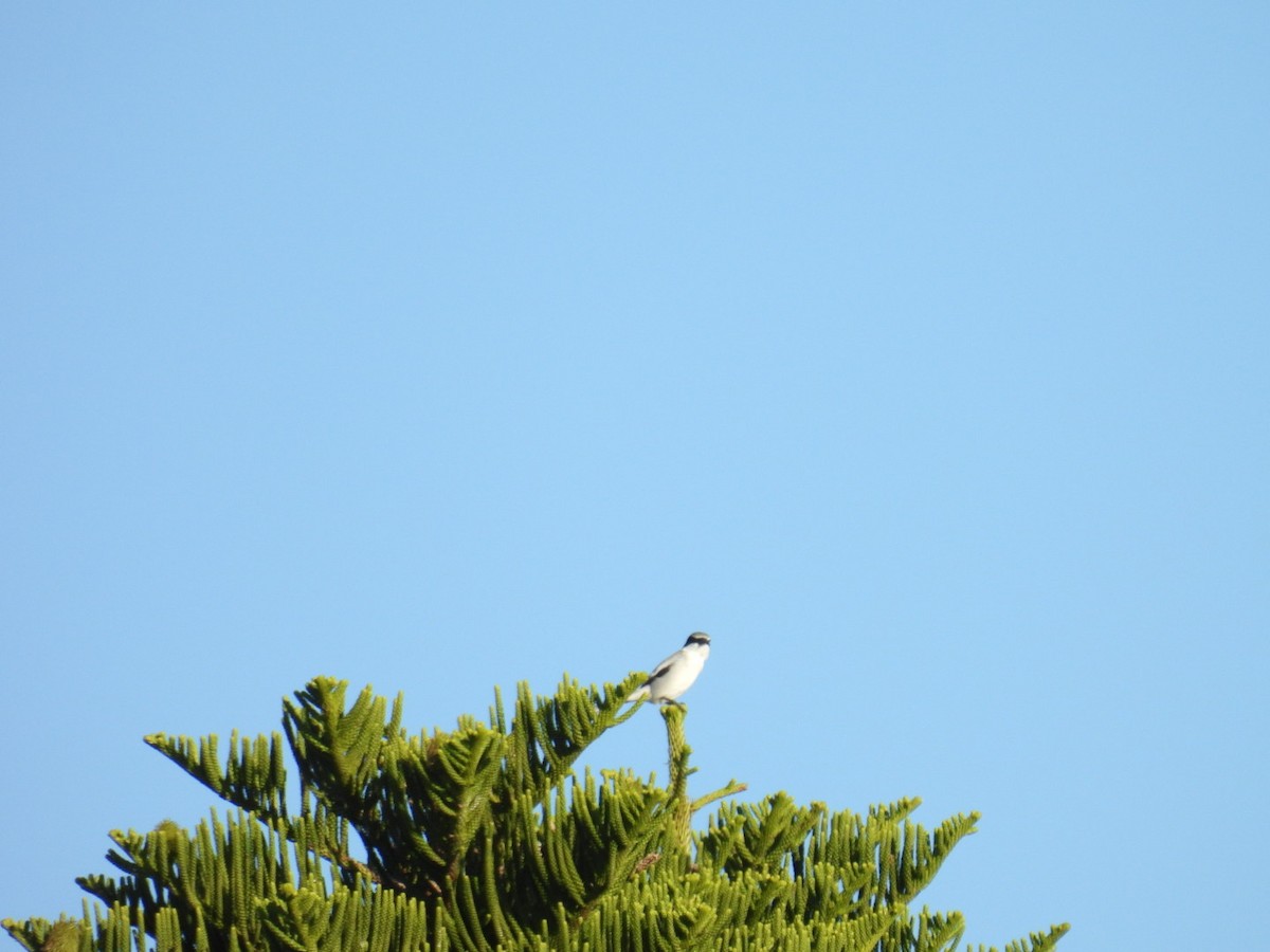 Loggerhead Shrike - ML644056850