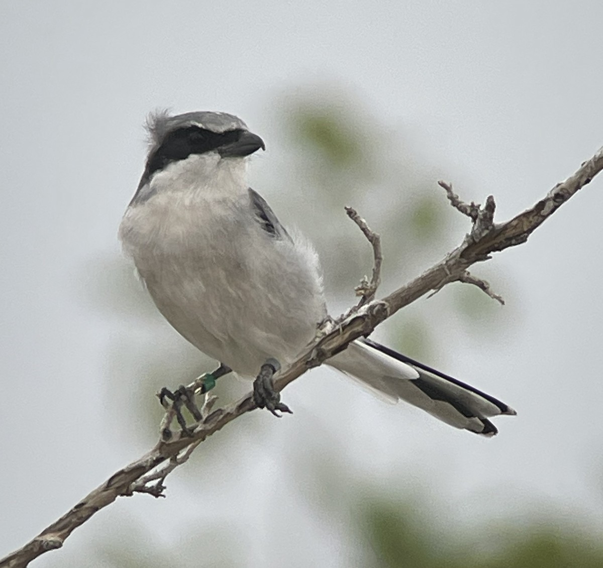 Loggerhead Shrike - ML644056851