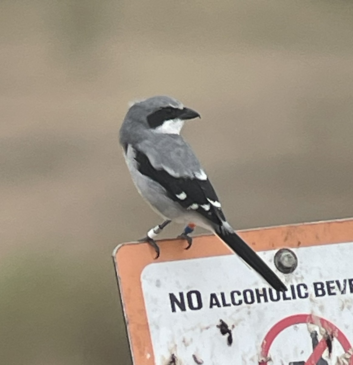 Loggerhead Shrike - ML644056852
