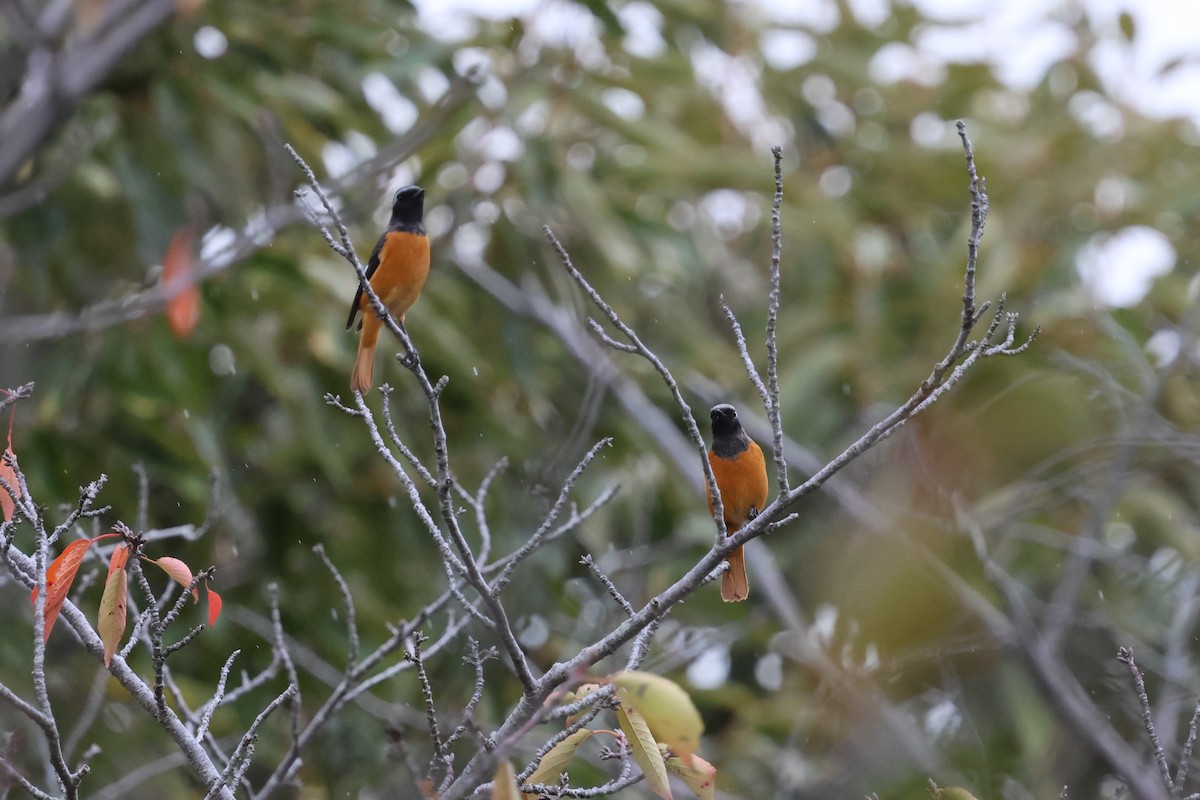 ジョウビタキ - ML644056859