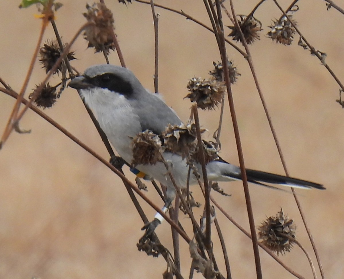 Loggerhead Shrike - ML644056860