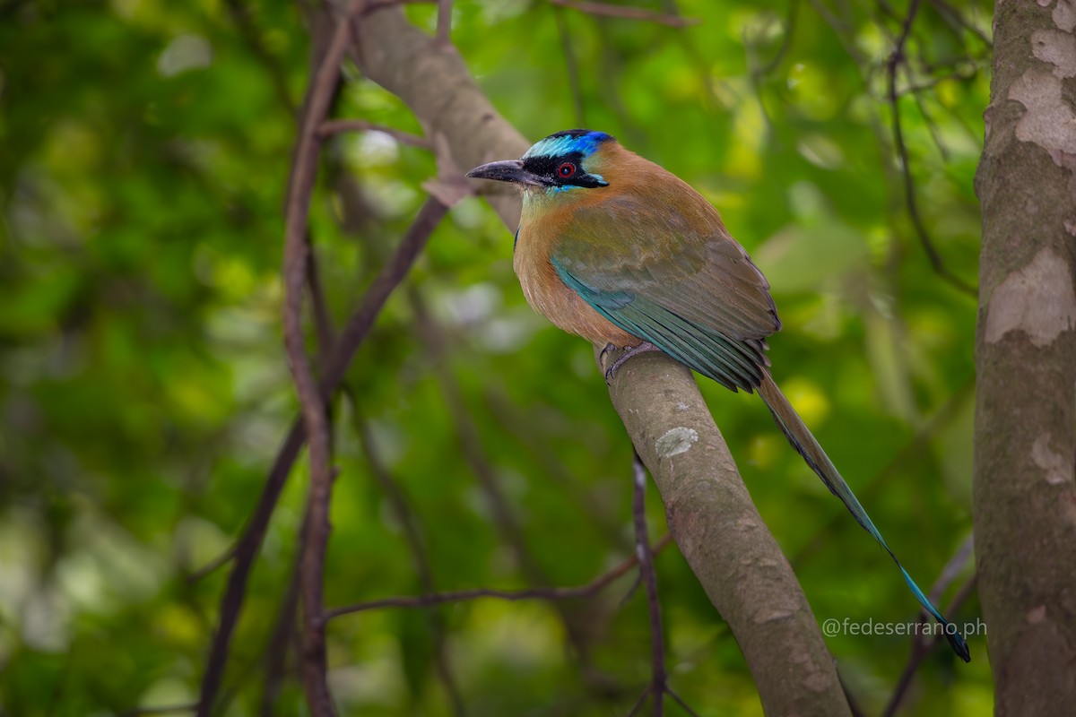 Amazonian Motmot - ML644056864