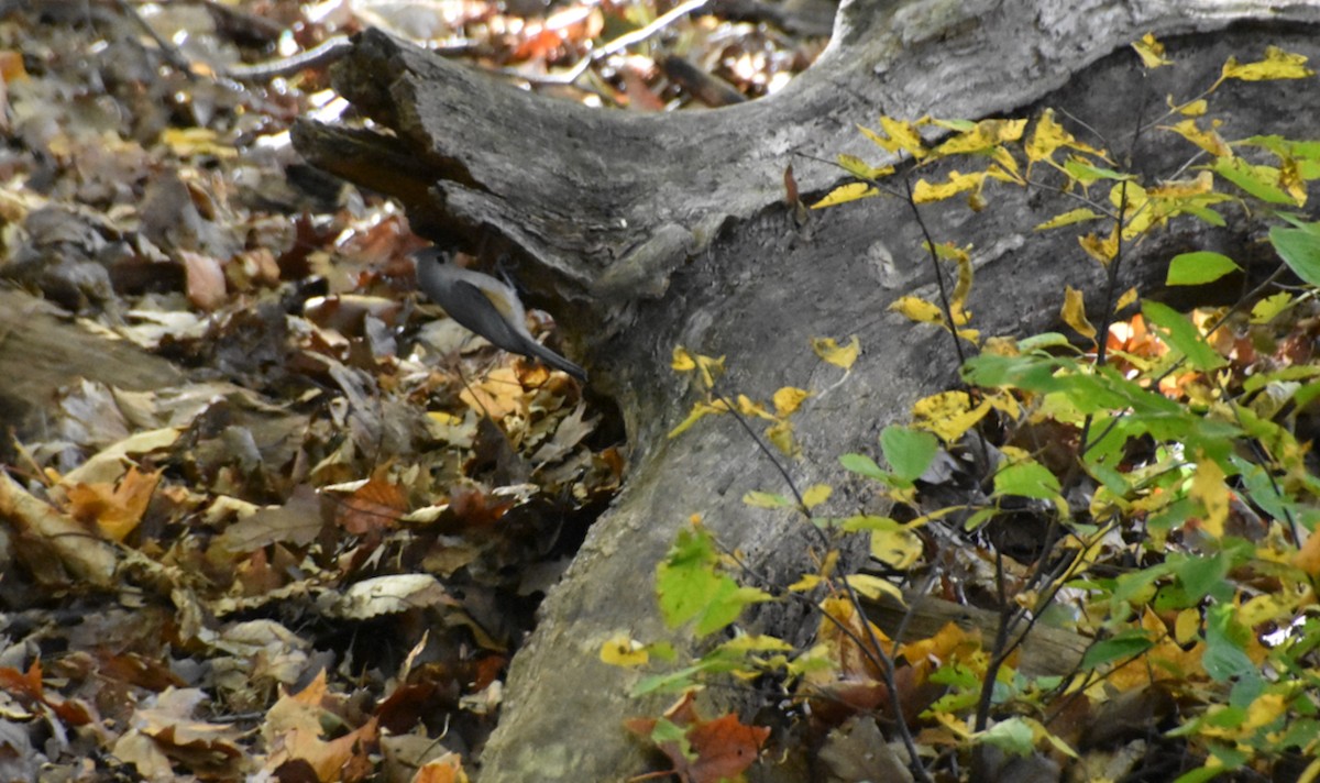 Tufted Titmouse - ML644056878