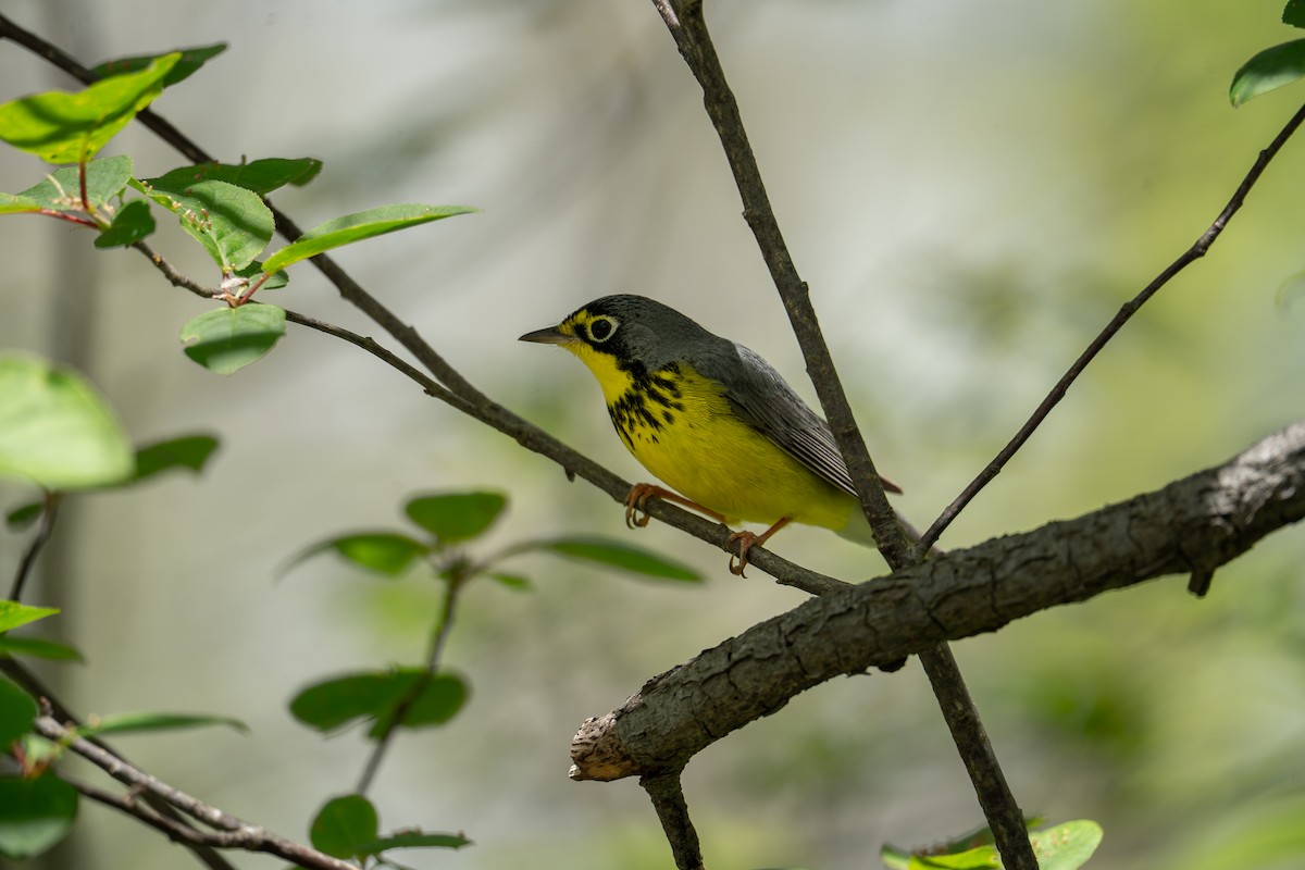 Canada Warbler - ML644056882