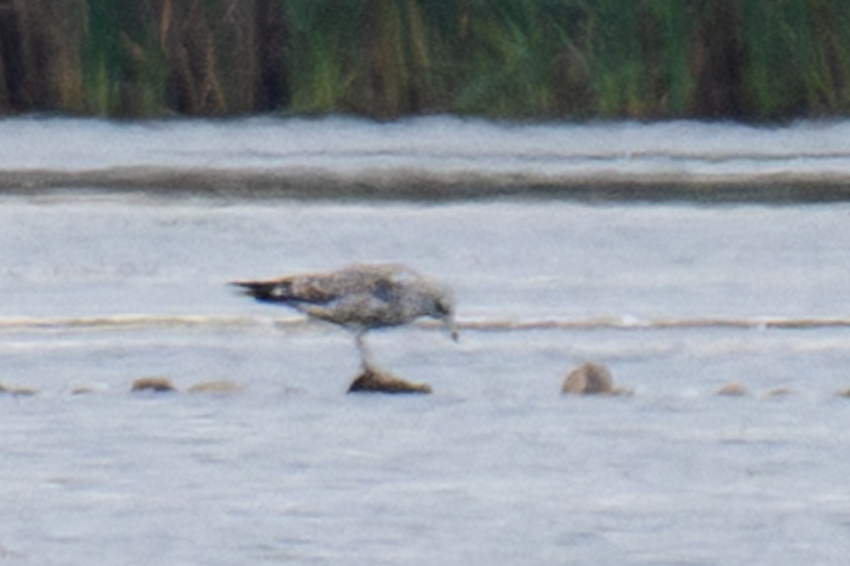 Мартин американський - ML644056891