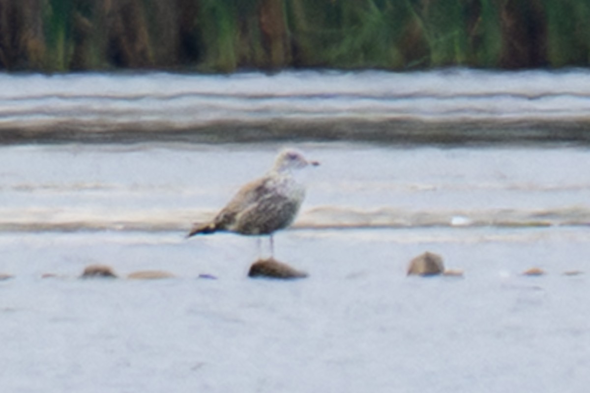 Мартин американський - ML644056892