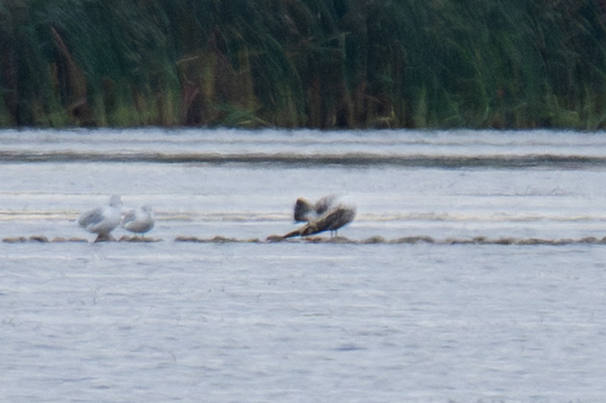 Мартин американський - ML644056893