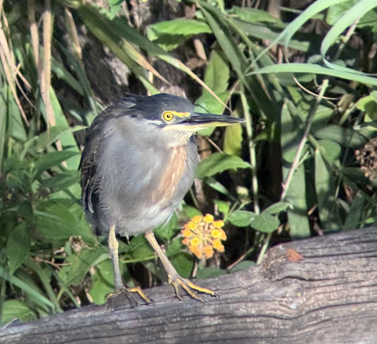 Little Heron - ML644056899