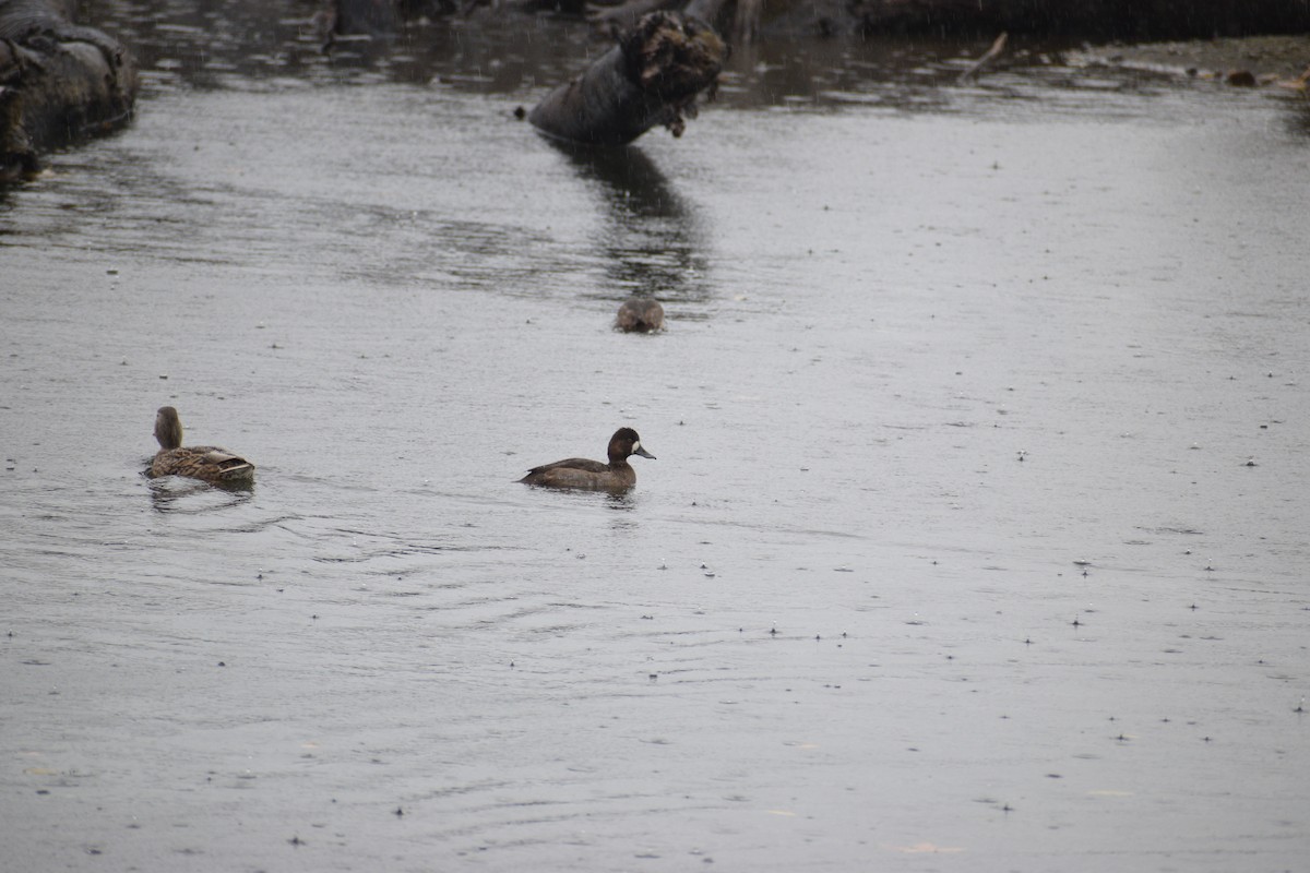 Greater/Lesser Scaup - ML644056915