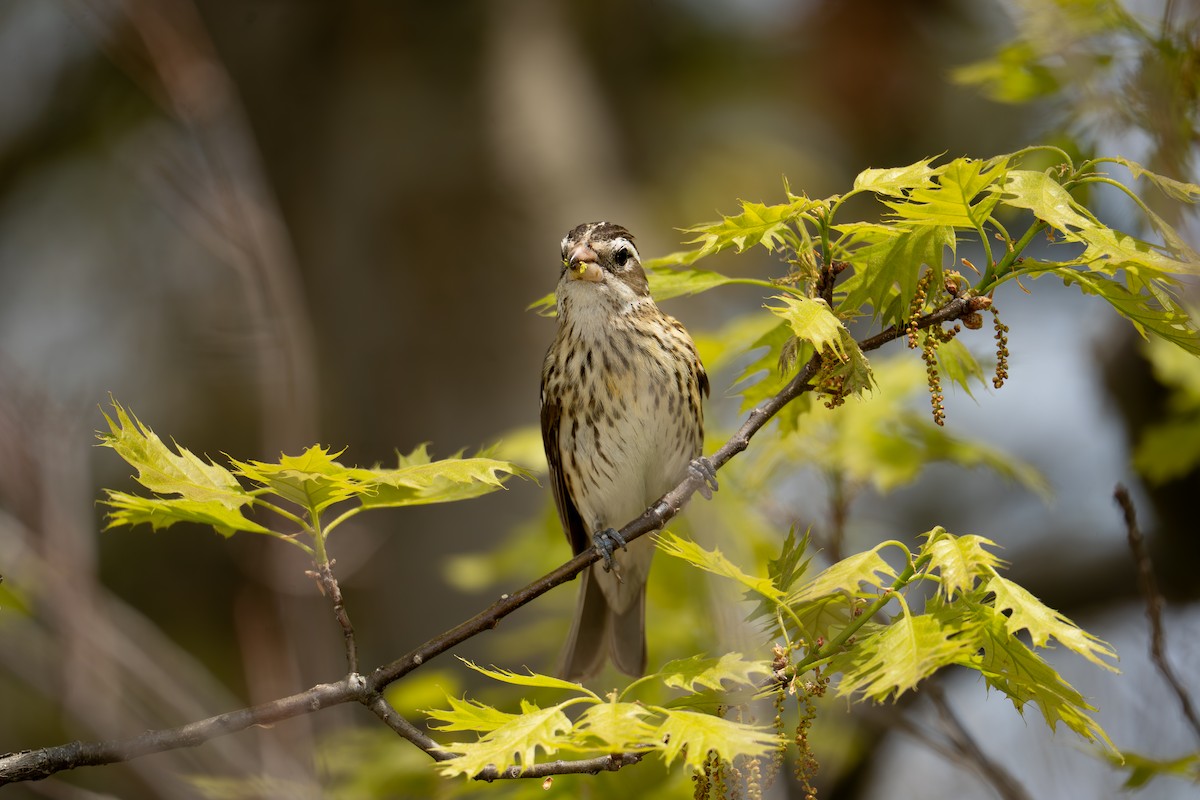 Rose-breasted Grosbeak - ML644056924