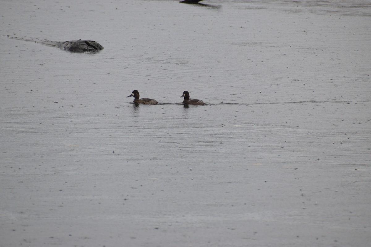 Greater/Lesser Scaup - ML644056928