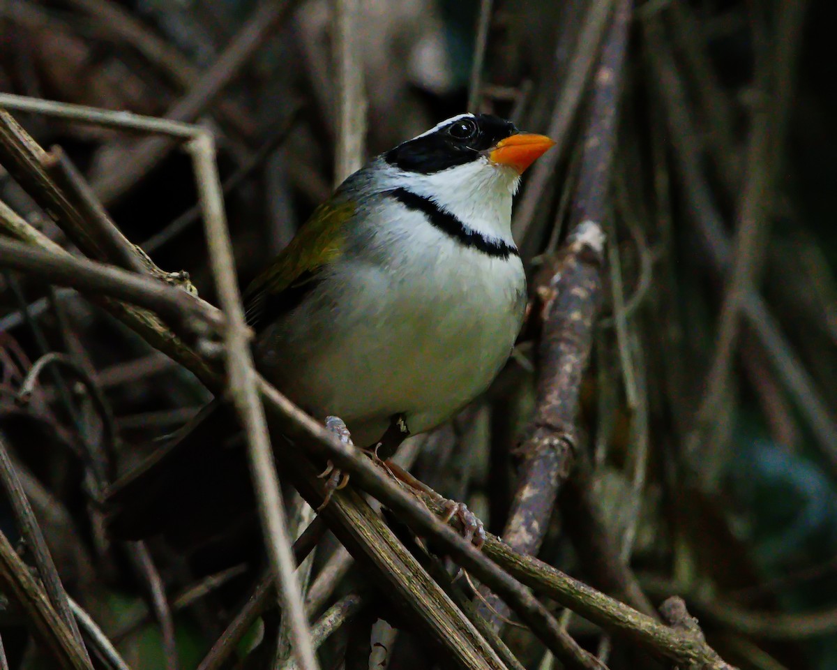 Желтоклювый тохи (flavirostris) - ML644056939