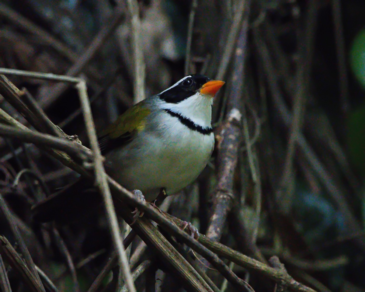 Желтоклювый тохи (flavirostris) - ML644056940