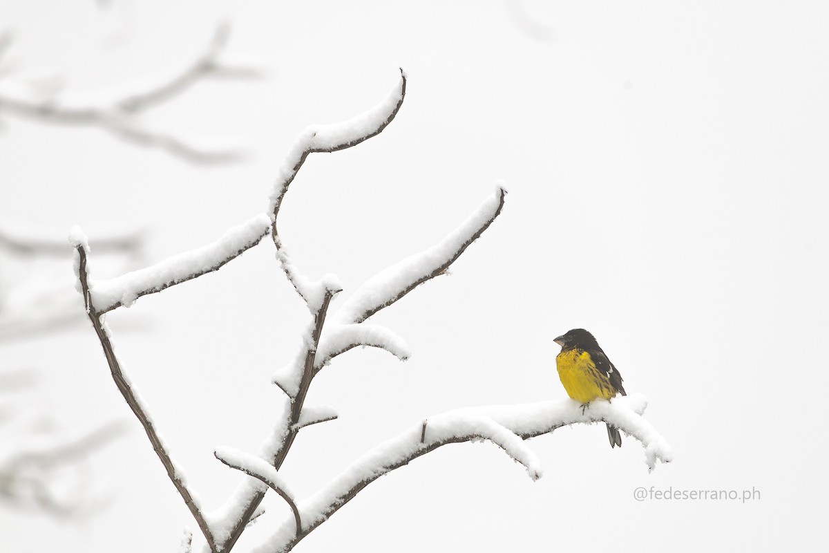Black-backed Grosbeak - ML644056959