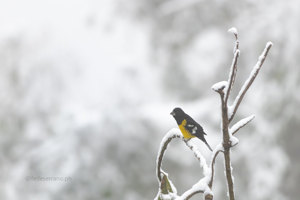 Black-backed Grosbeak - ML644056960