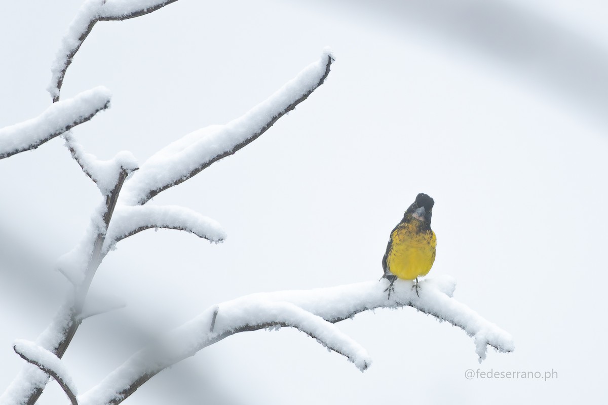 Black-backed Grosbeak - ML644056961