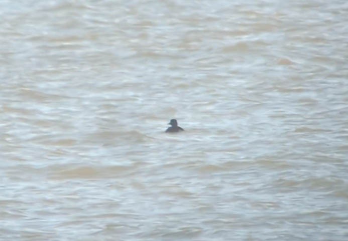 Common Scoter - ML644056966