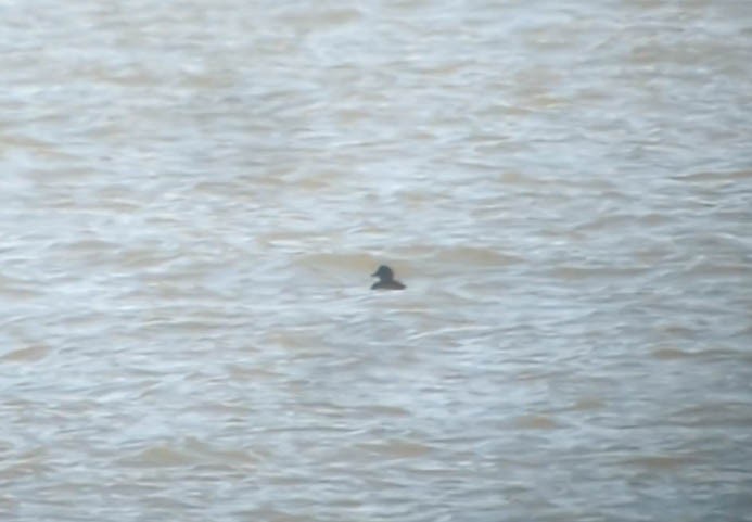 Common Scoter - ML644056968
