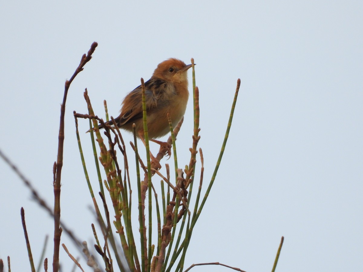 Golden-headed Cisticola - ML644056969