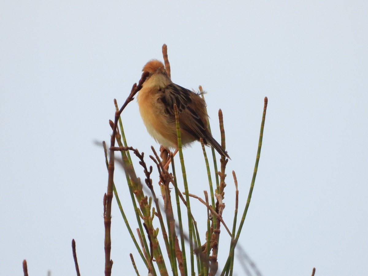 Golden-headed Cisticola - ML644056982