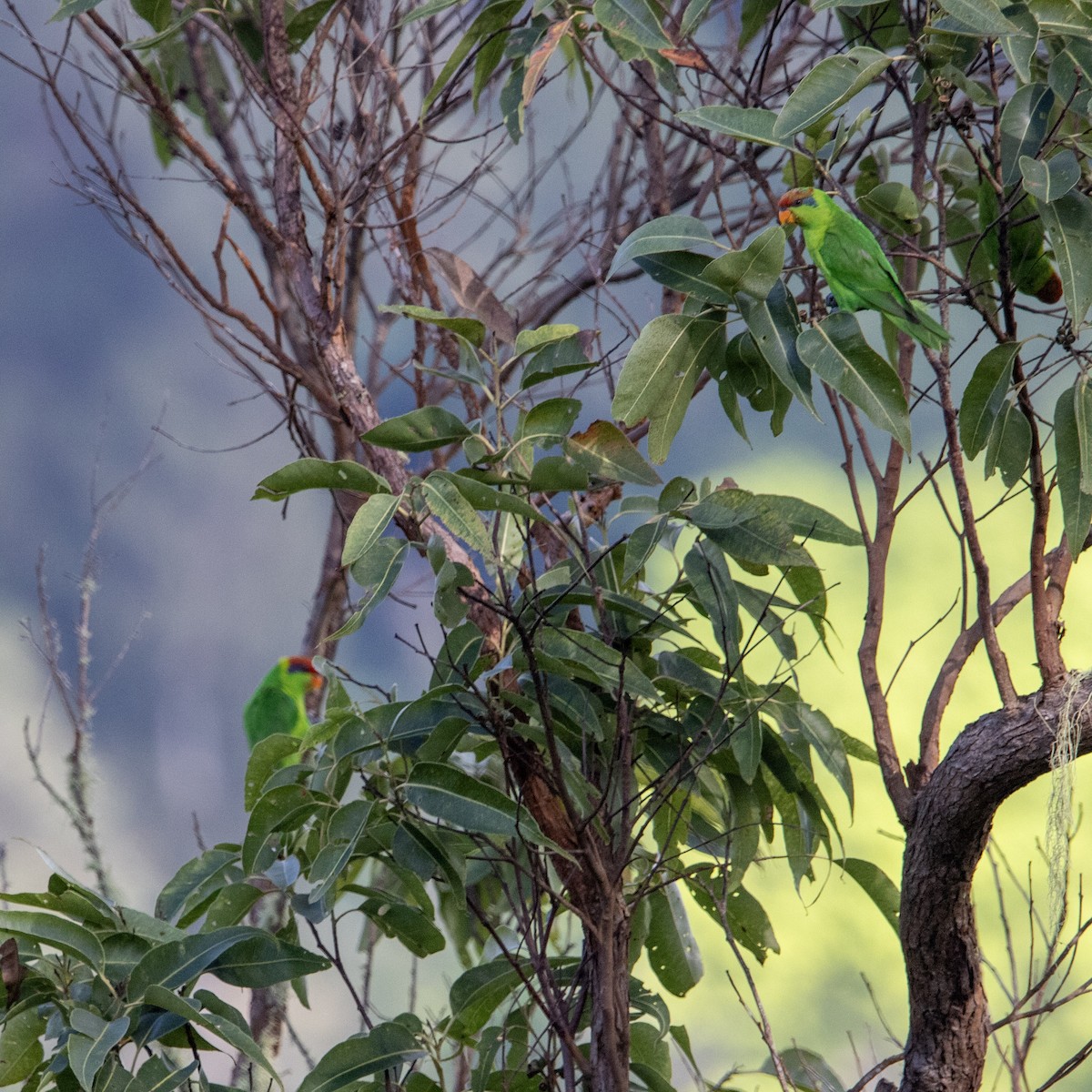 Iris Lorikeet - ML644056990