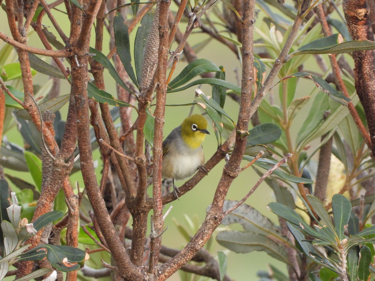 Silvereye - ML644056995