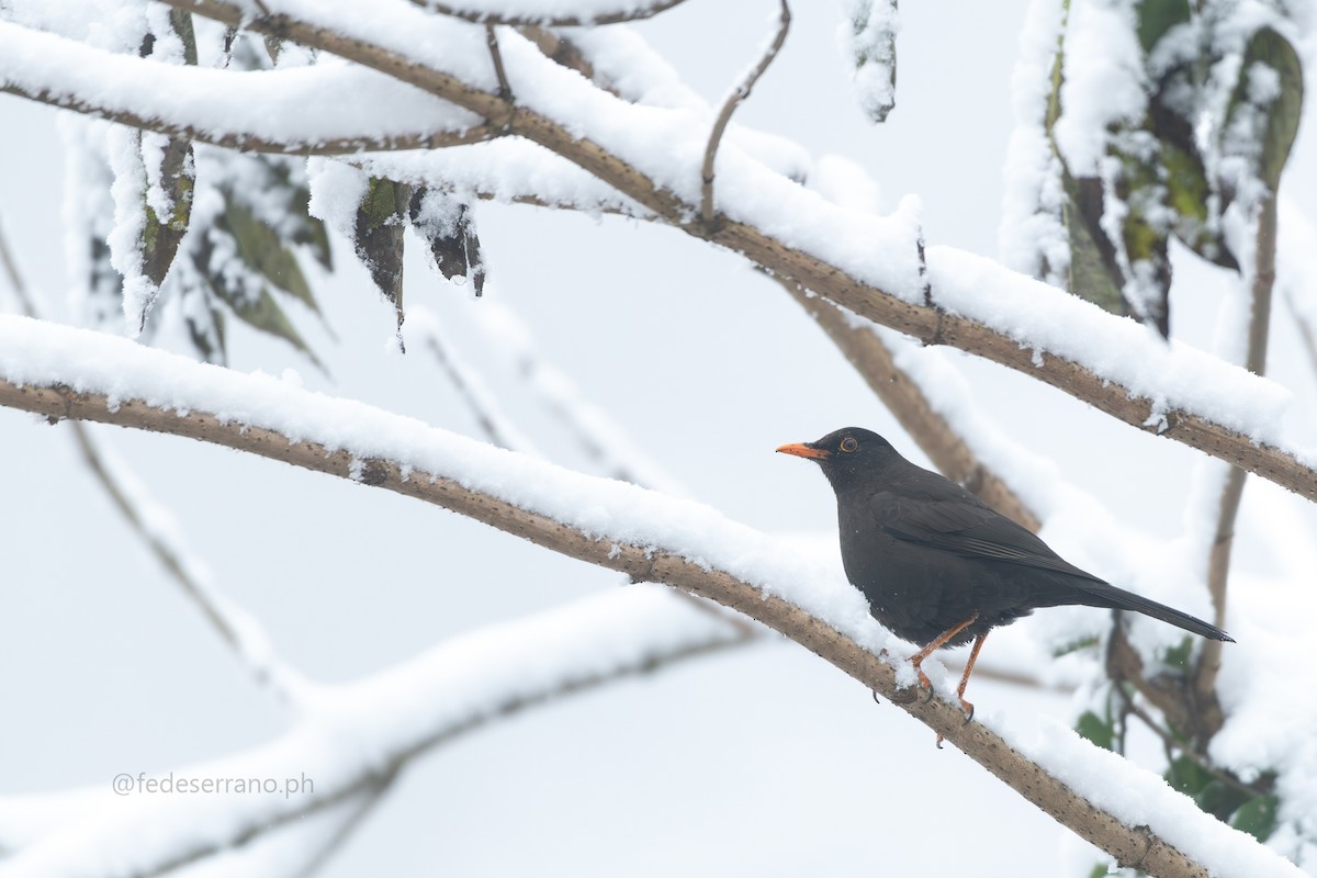 Chiguanco Thrush - ML644057001