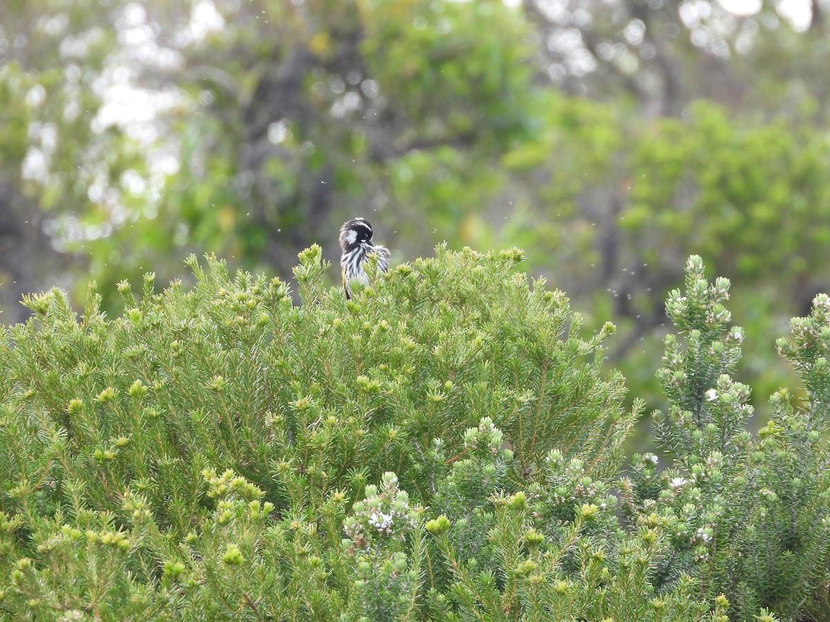New Holland Honeyeater - ML644057009