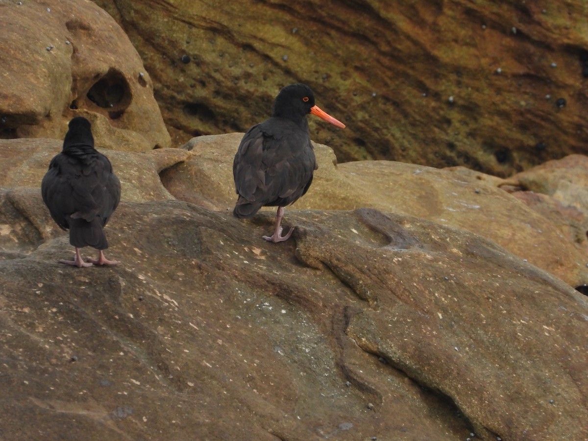 Sooty Oystercatcher - ML644057020