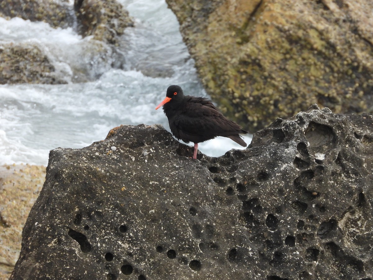 Sooty Oystercatcher - ML644057022