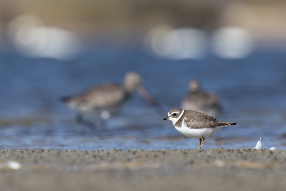 Semipalmated Plover - Anonymous