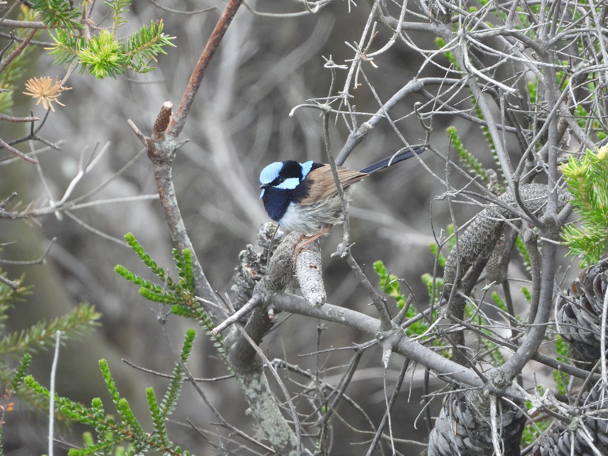 Superb Fairywren - ML644057030