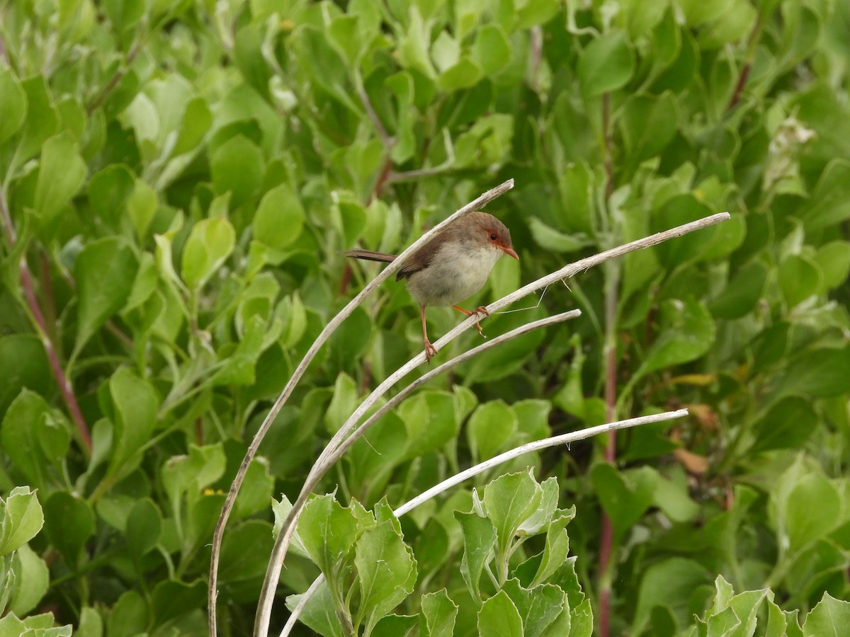 Superb Fairywren - ML644057031