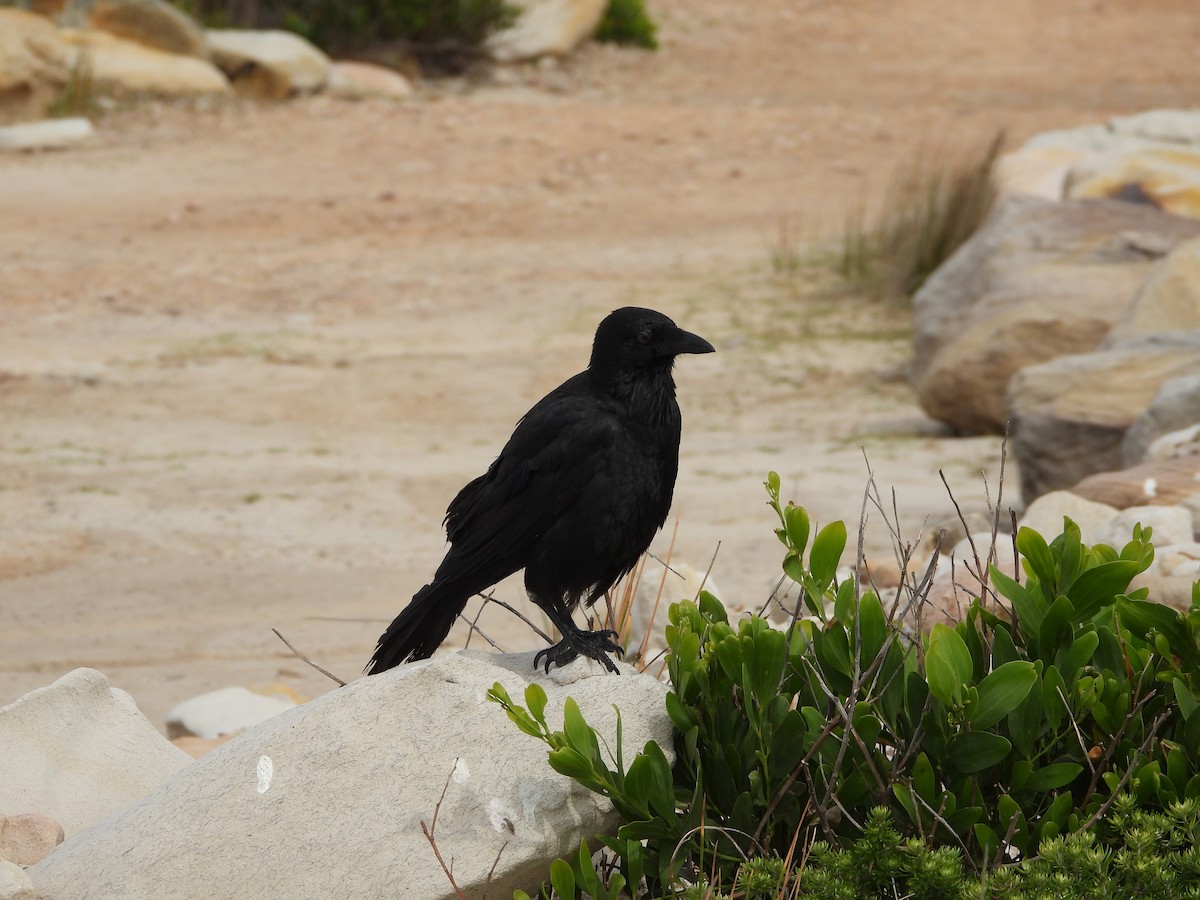 Australian Raven - ML644057043