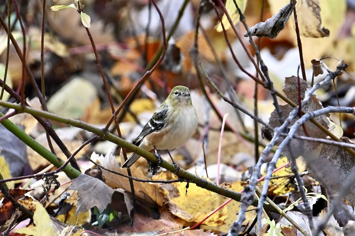 Bay-breasted Warbler - ML644057056