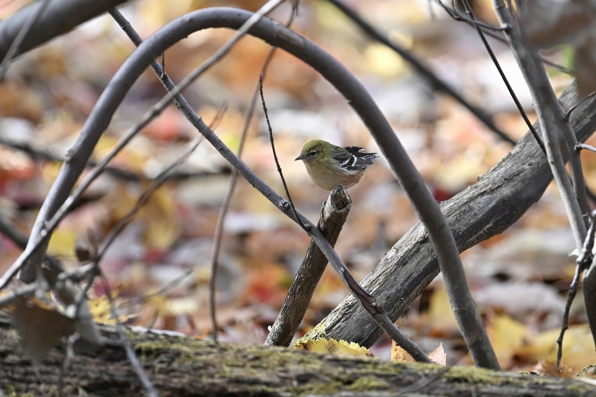 Bay-breasted Warbler - ML644057057