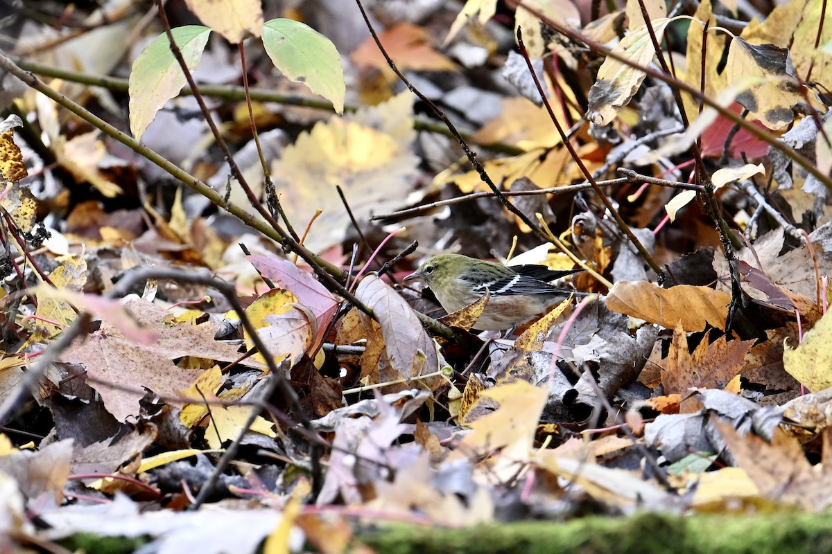 Bay-breasted Warbler - ML644057058