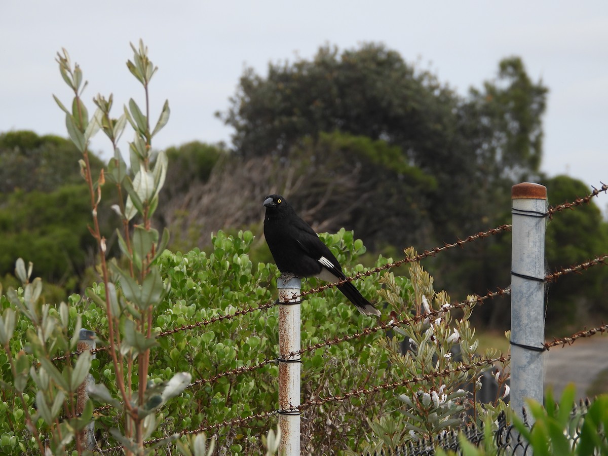 Pied Currawong - ML644057067