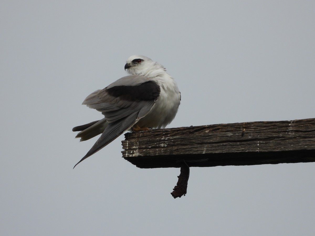Black-shouldered Kite - ML644057084