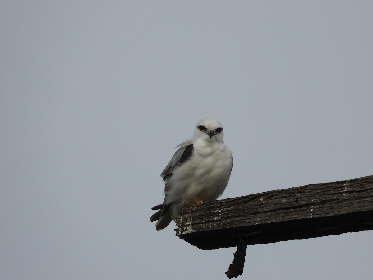 Black-shouldered Kite - ML644057085
